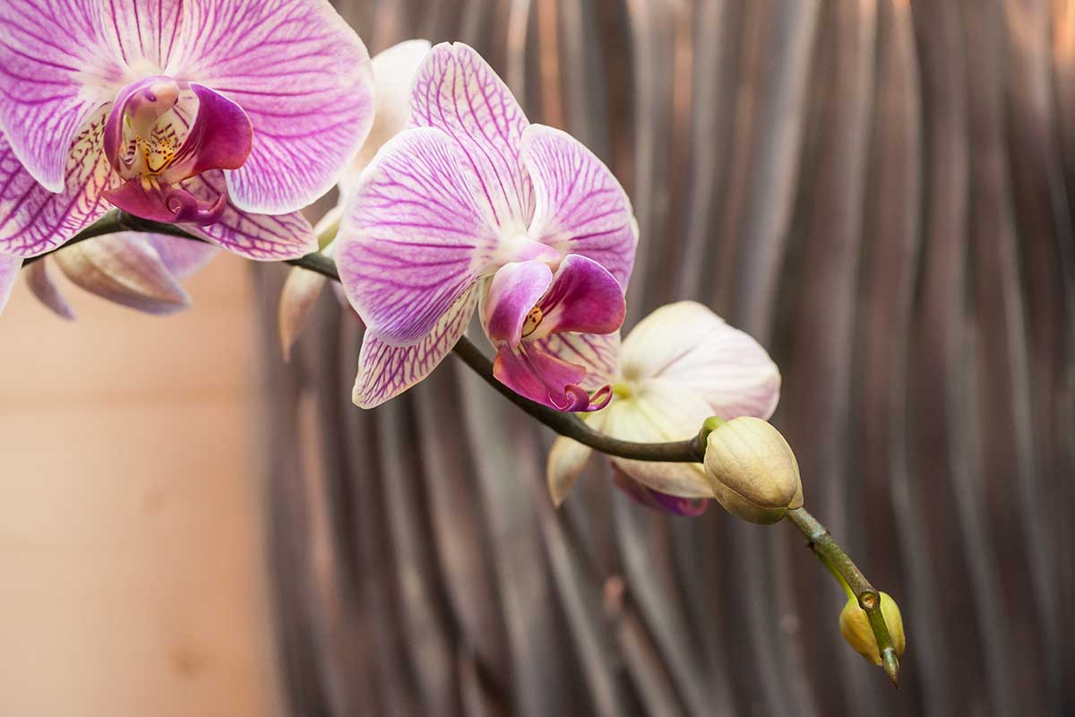 come far rifiorire un'orchidea