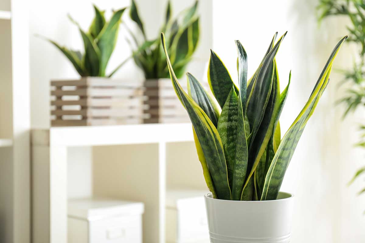 Sansevieria, pianta utile per combattere l'umidità in casa.
