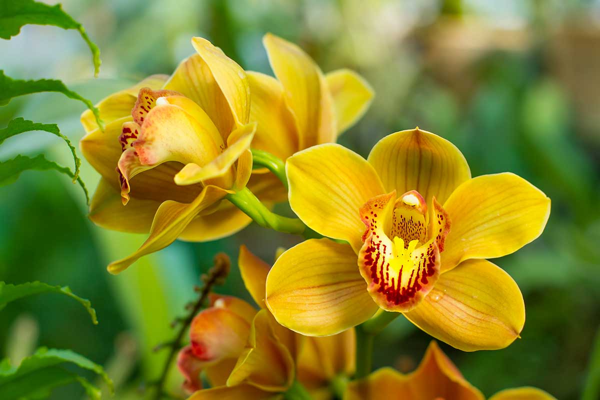 Orchidea cymbidium gialla.