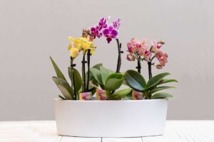 orchidea resistente invernale
