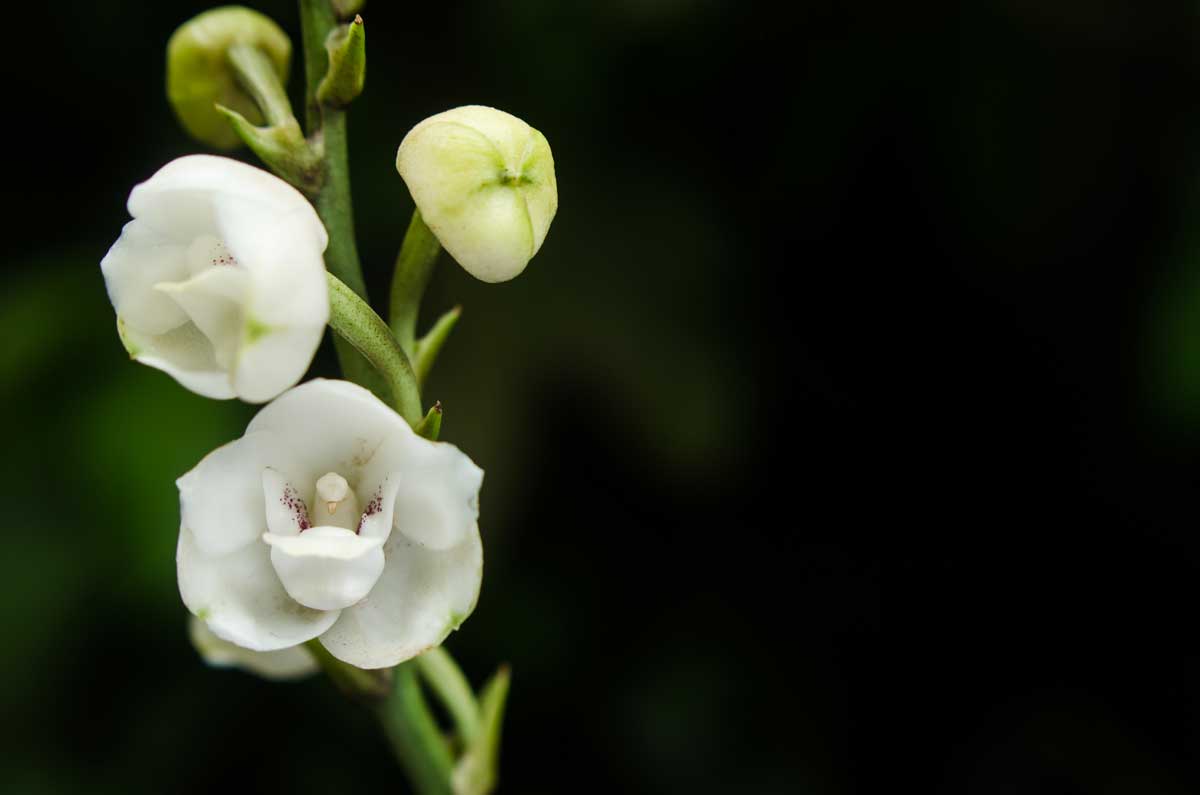 Peristeria Elata (Orchidea Colomba)