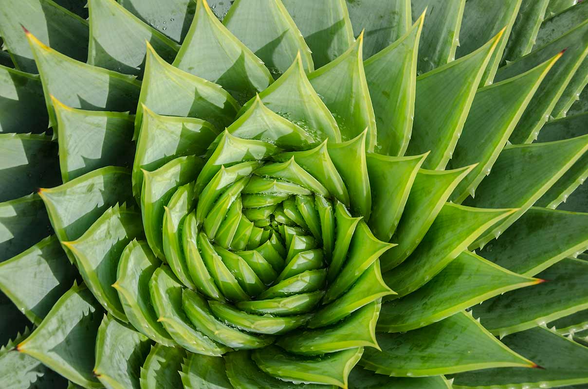aloe vera