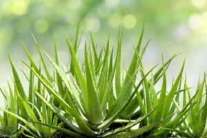 aloe vera foglie molli