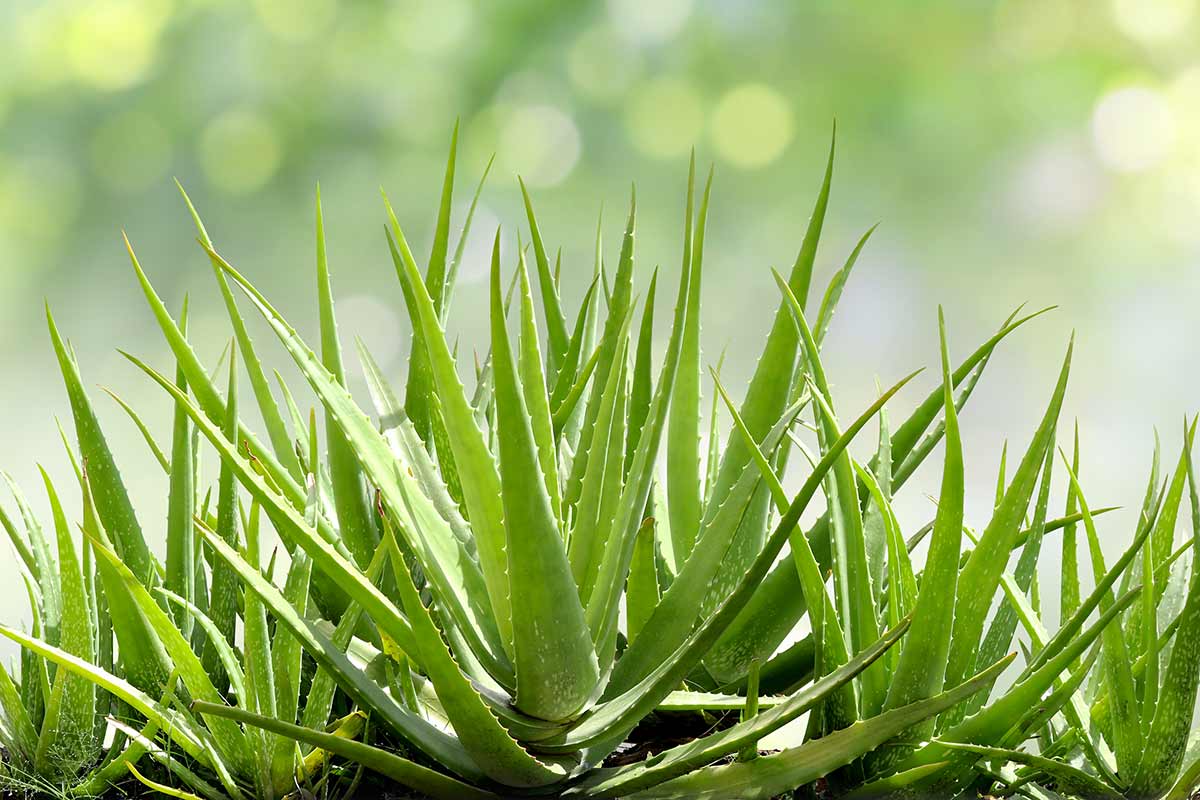 aloe vera foglie molli