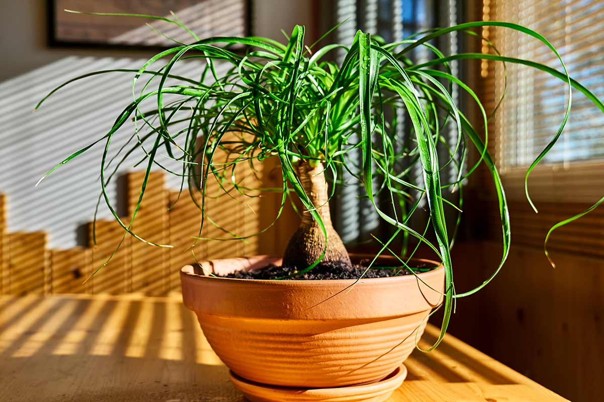 Beaucarnea