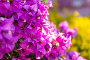 bougainvillea fioritura