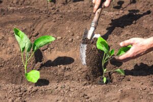 cosa piantare nell'orto in febbraio e marzo