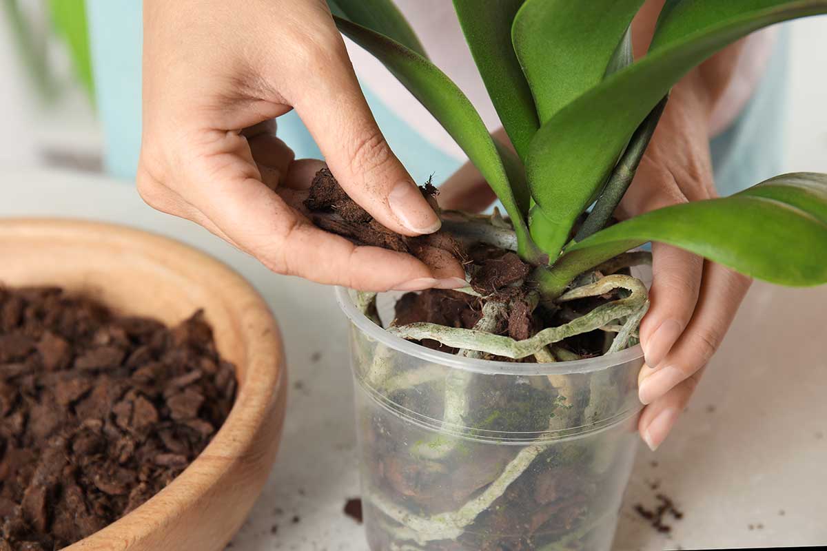 fertilizzante fai da te per orchidee