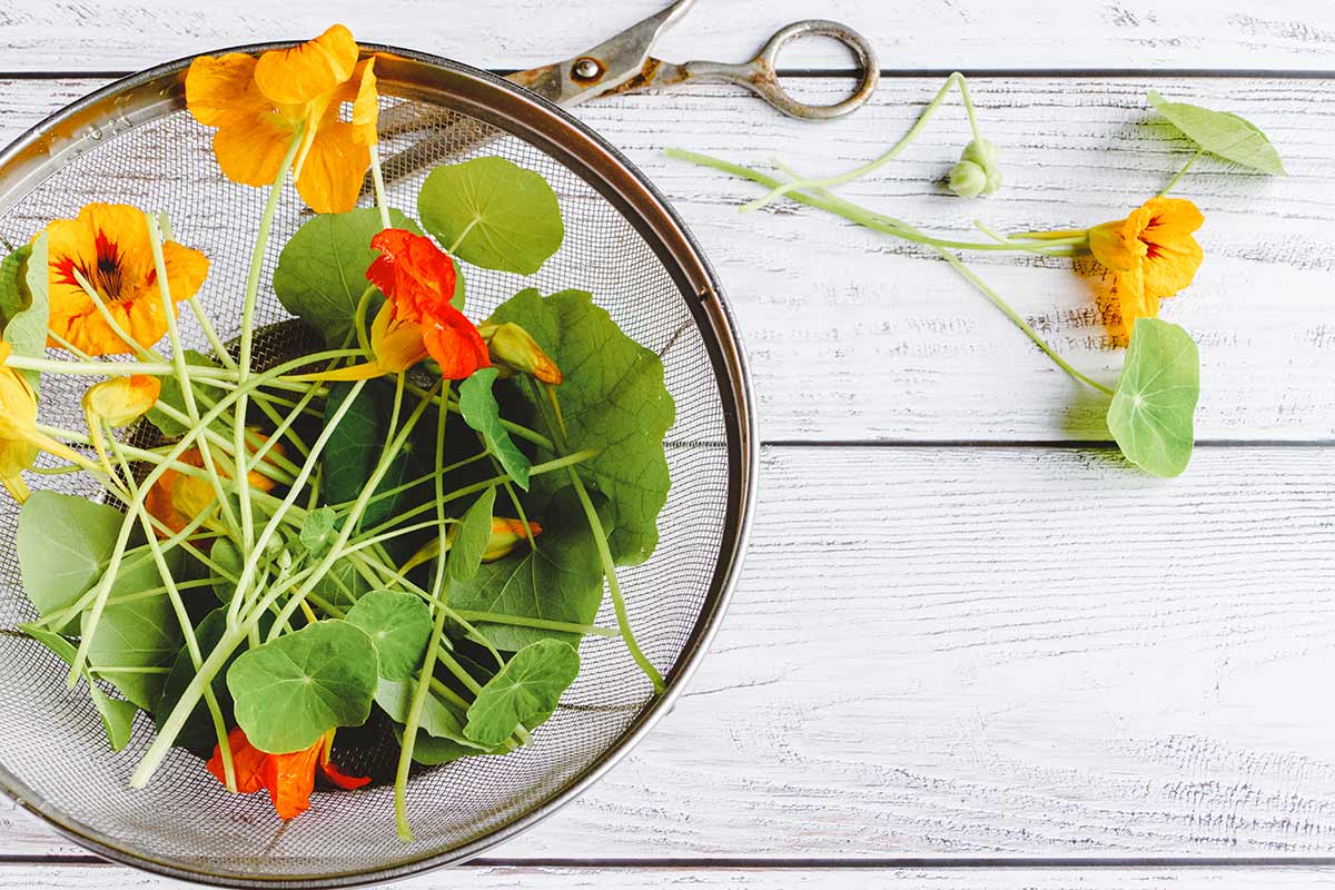fiori che si mangiano