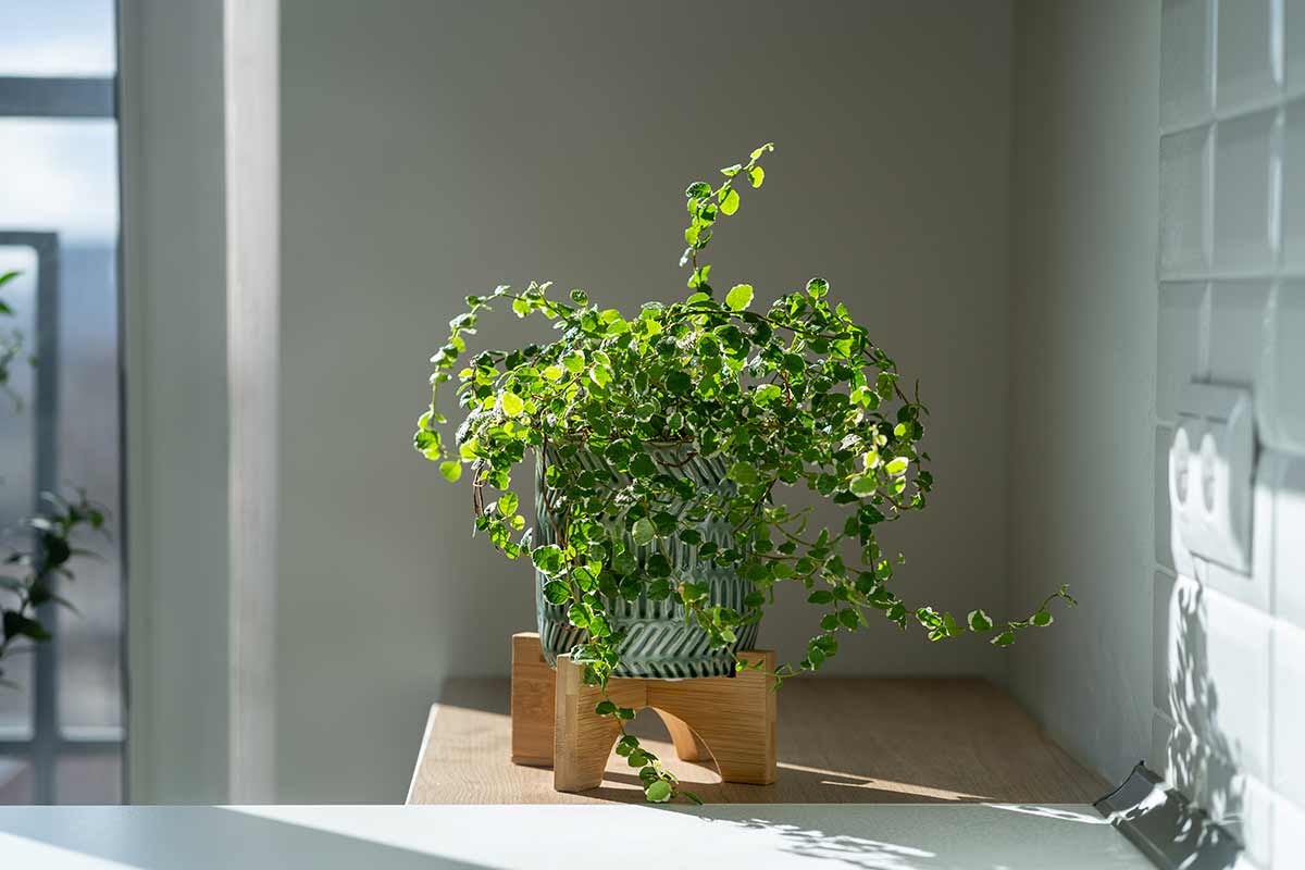 Ficus pumila