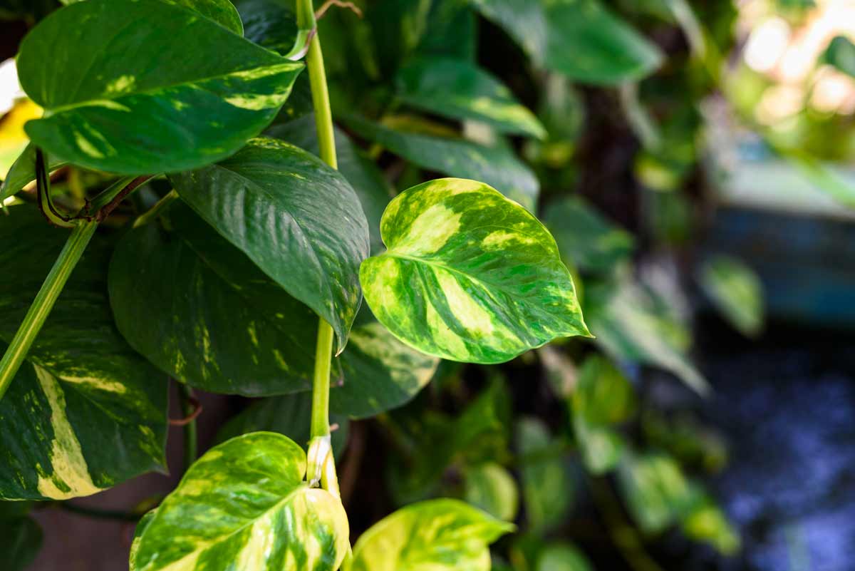 Pothos dorato
