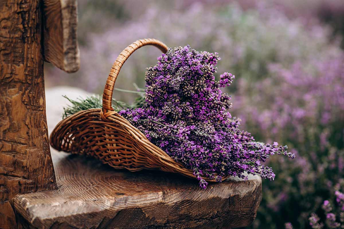 lavanda fai da te