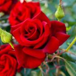 rose concime naturale