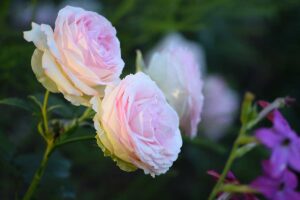 rose magnifiche e facili da coltivare