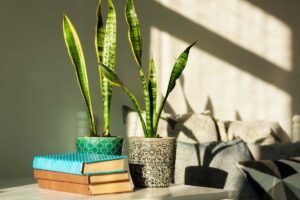 Sansevieria