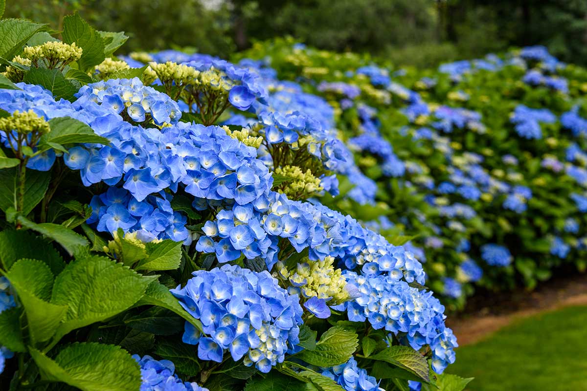 realizzare una siepe di ortensie