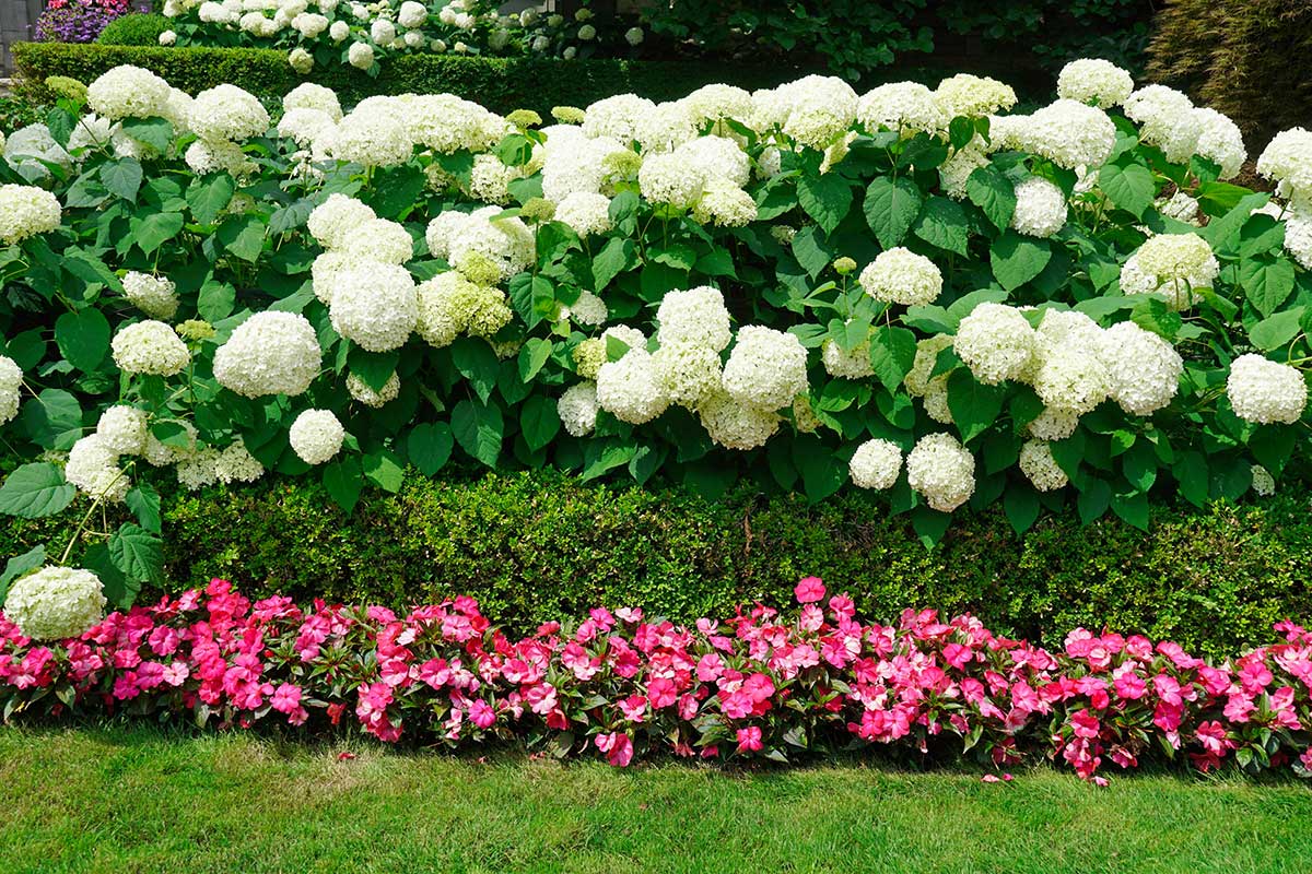 Ortensie bianche.