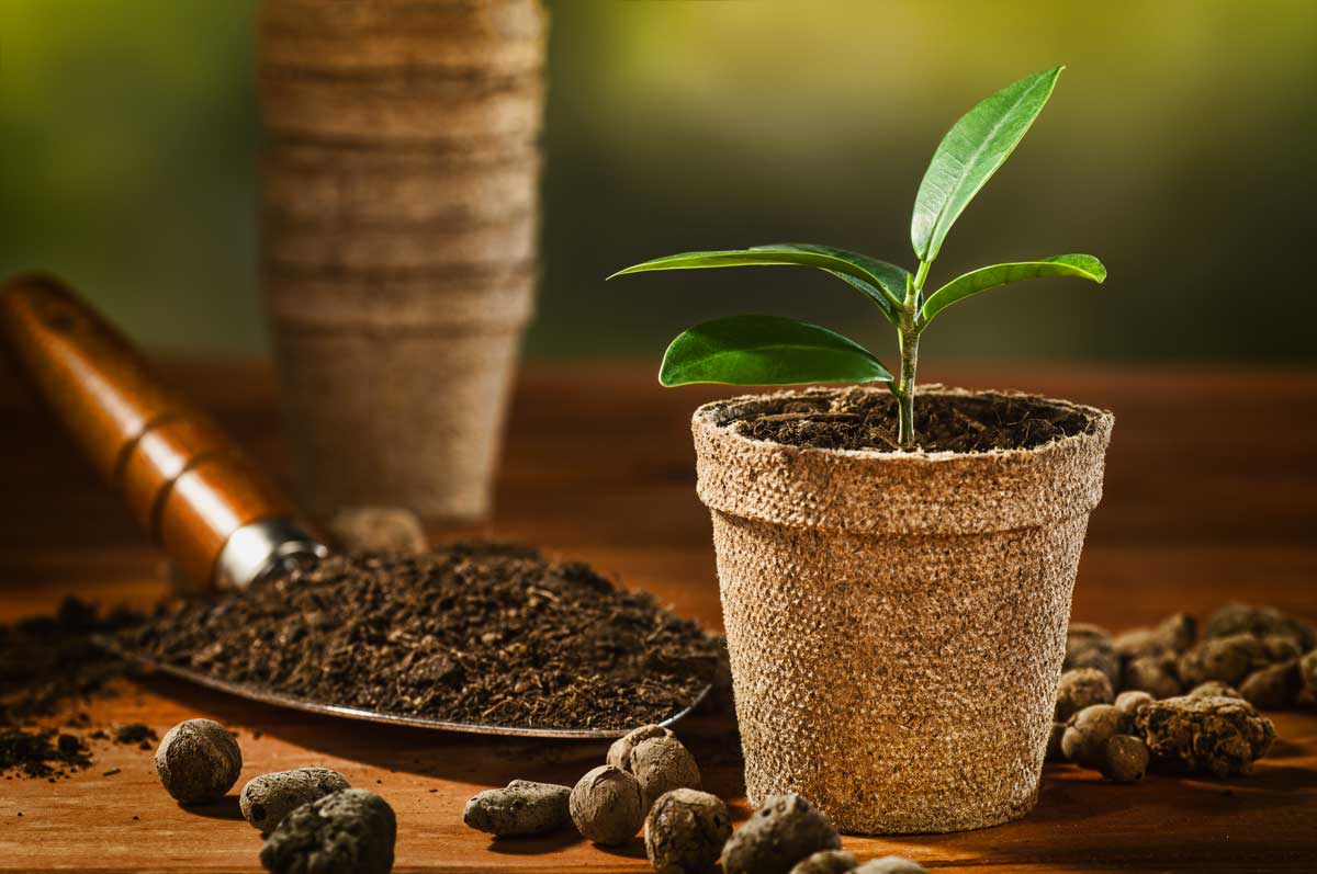 fondi di caffè per concimare le piante