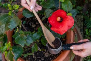 Fondi di caffè come fertilizzante