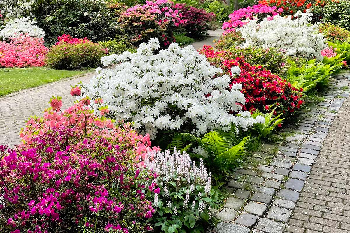 Rhododendron