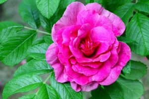 Rosa Rugosa