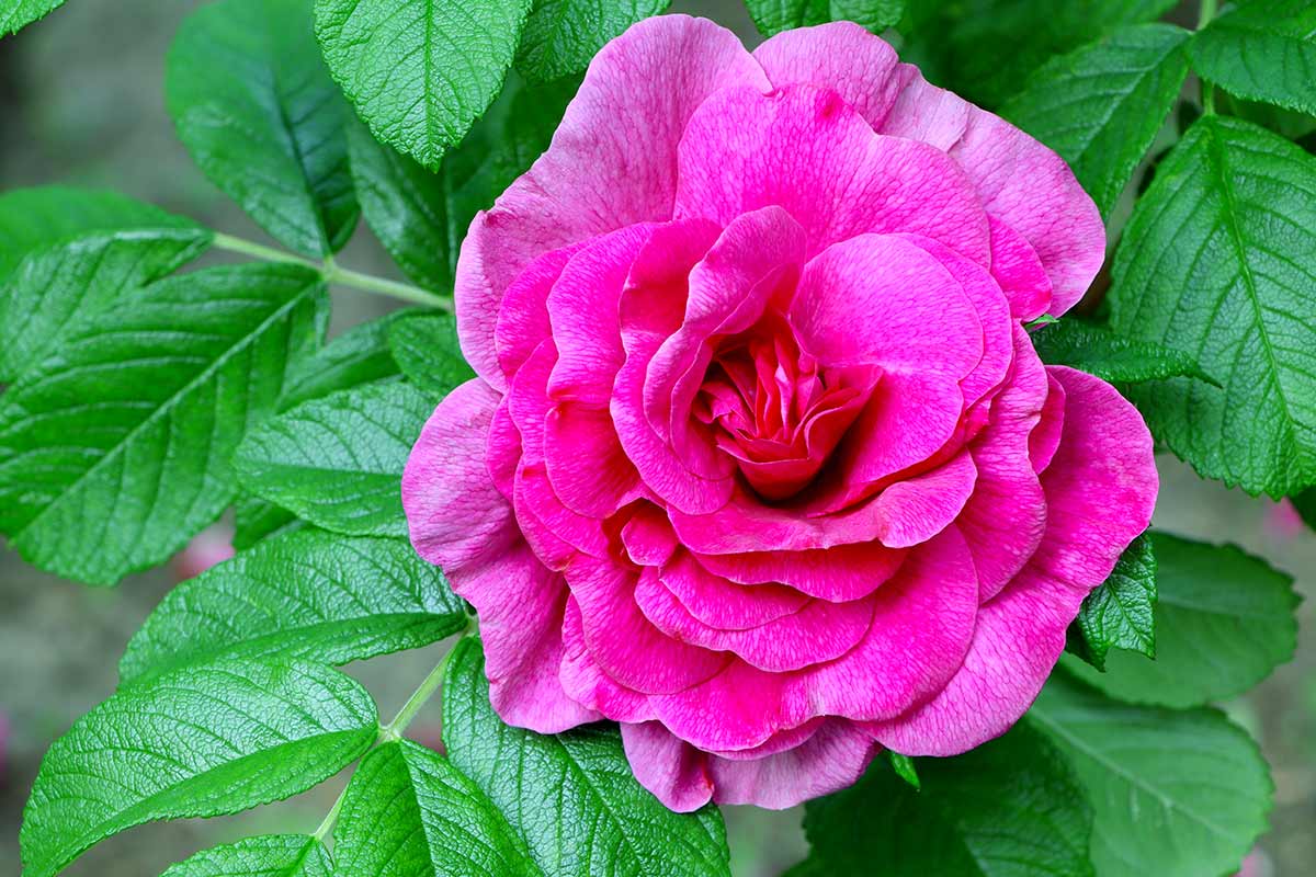 Rosa Rugosa