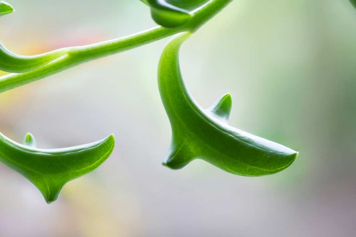 Senecio Peregrinus