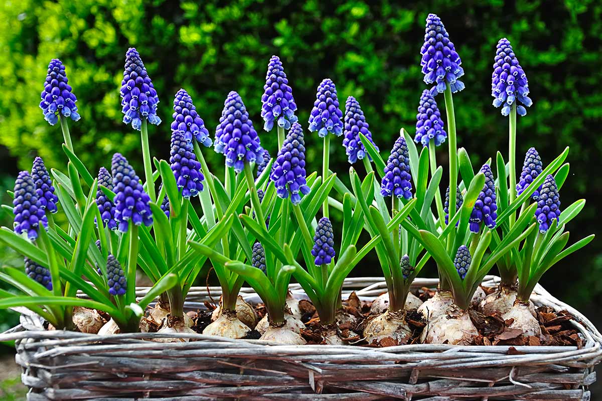 Muscari