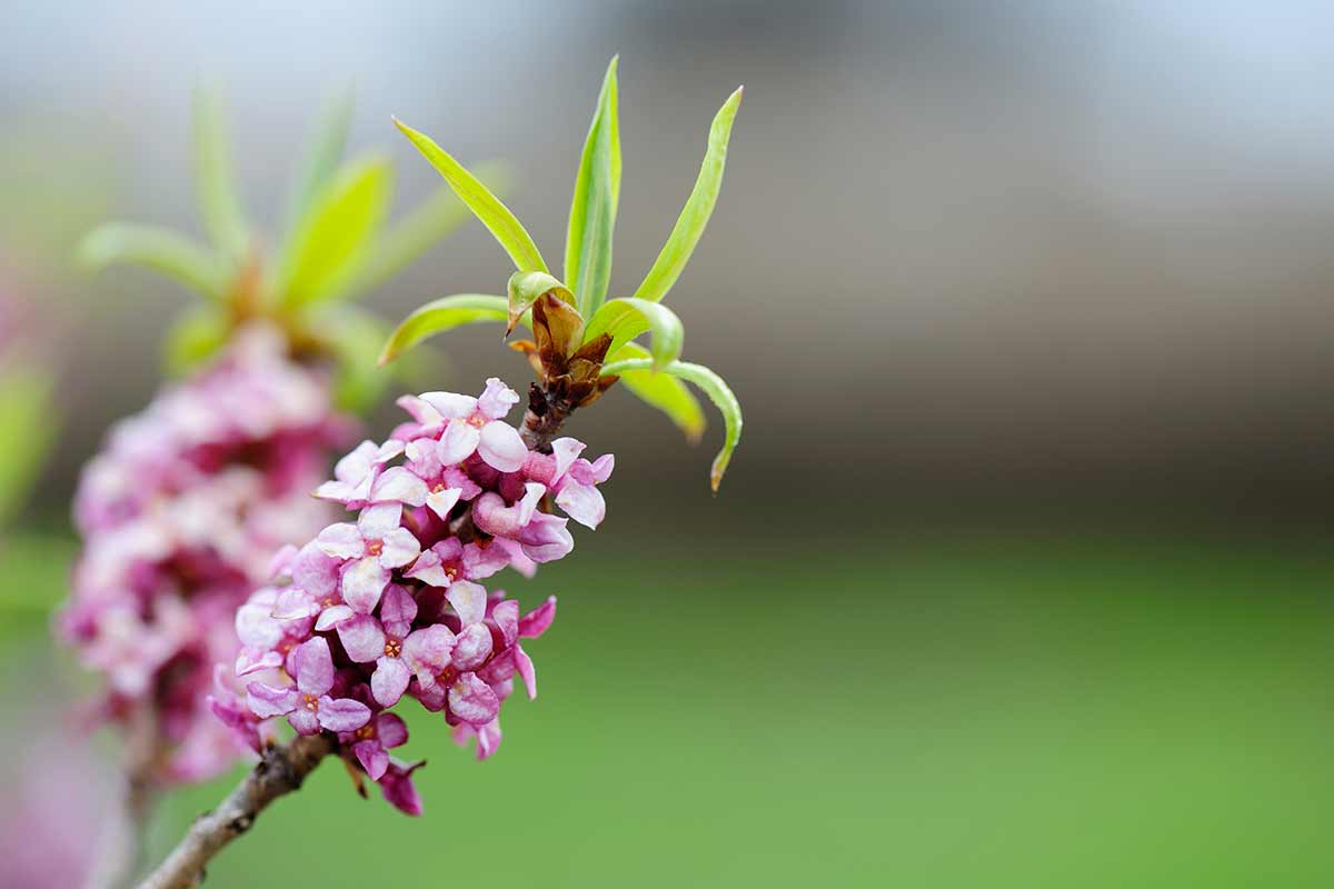 Daphne in giardino.