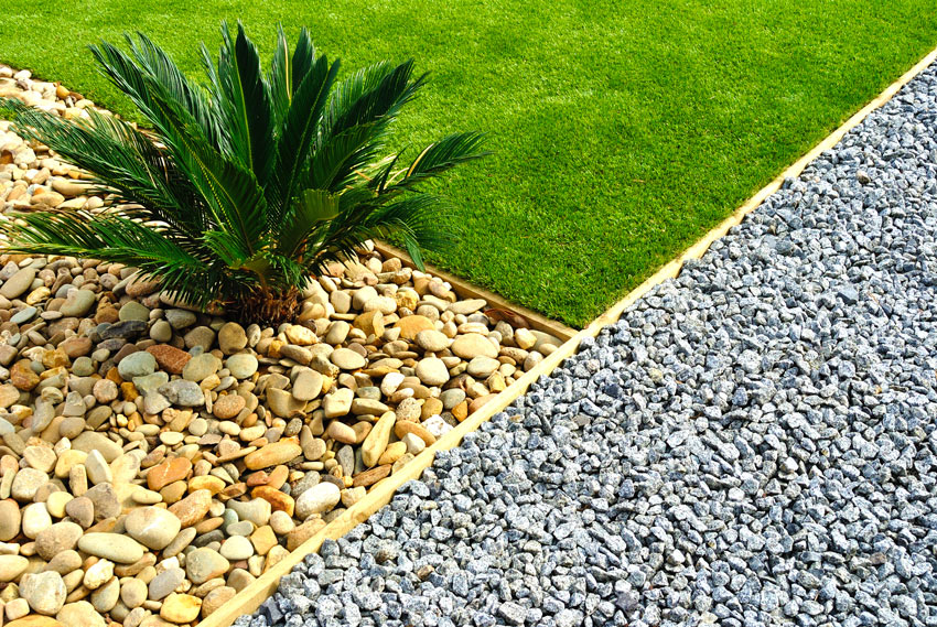 cycas con ghiaia