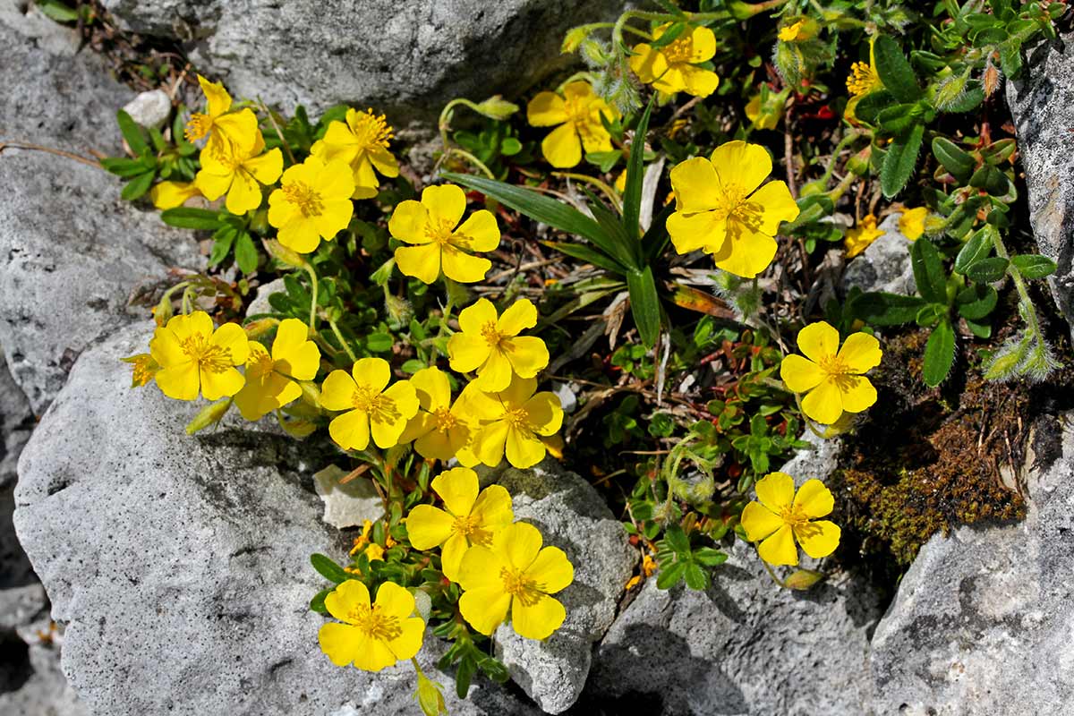 Eliantemo, Helianthemum nummularium