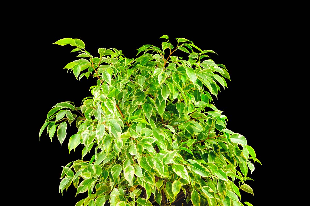 Ficus benjamin potatura