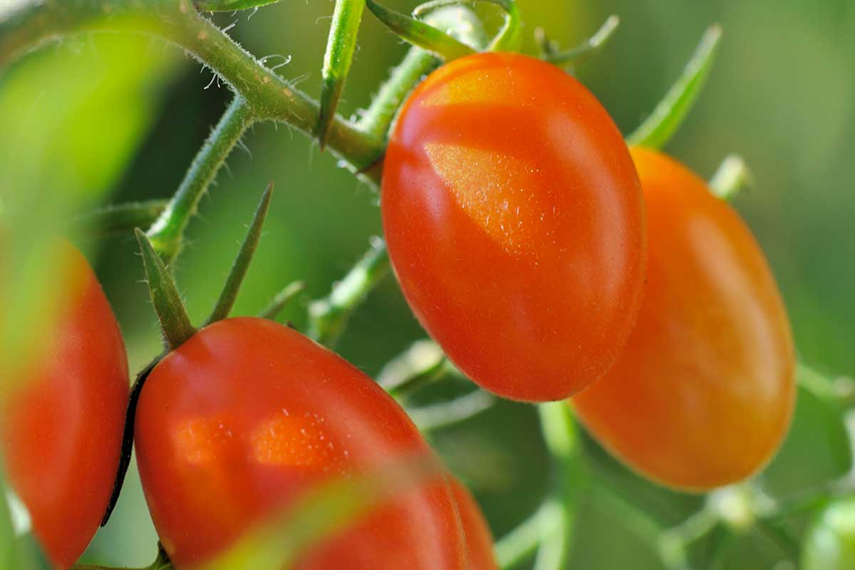 posizionare una tessera accanto ai suoi pomodori