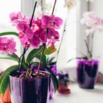 fertilizzanti naturali per orchidea