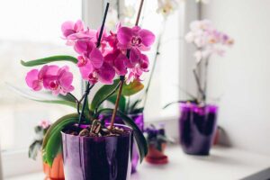 fertilizzanti naturali per orchidea