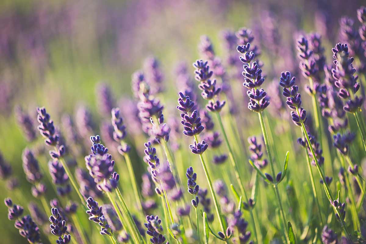 Lavanda.