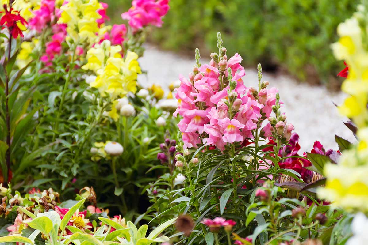 Bocche di leone (Antirrhinum)