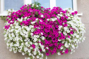 piante pendenti per balcone