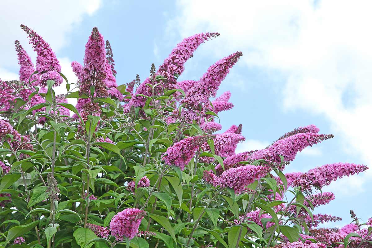 Buddleja in giardino.