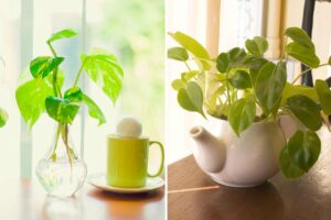 Pothos idee decorazioni