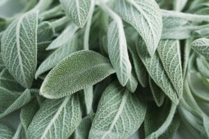 concimi naturali per Salvia