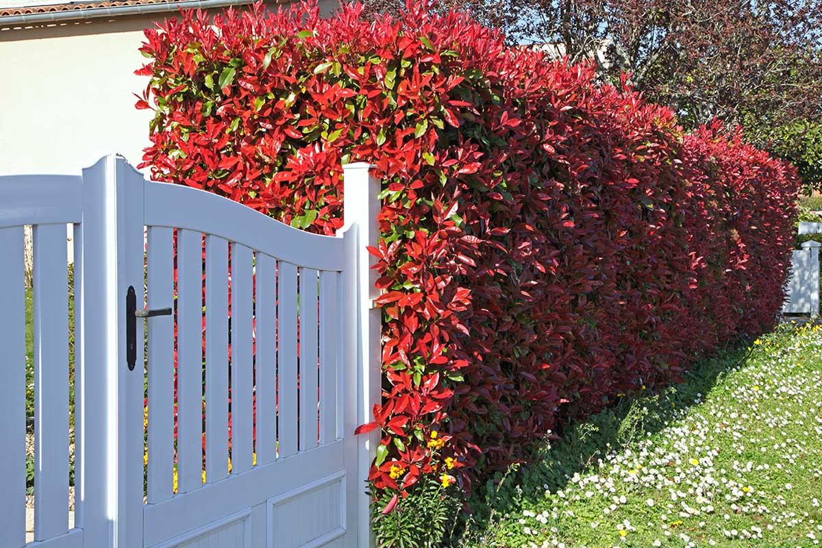 Siepe di Photinia.