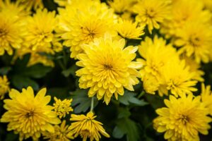 significato fiori