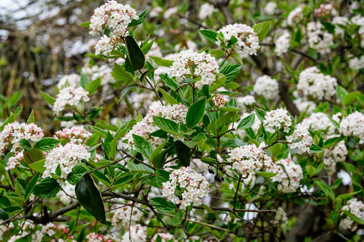 Viburno in giardino.