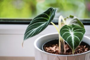 Alocasia