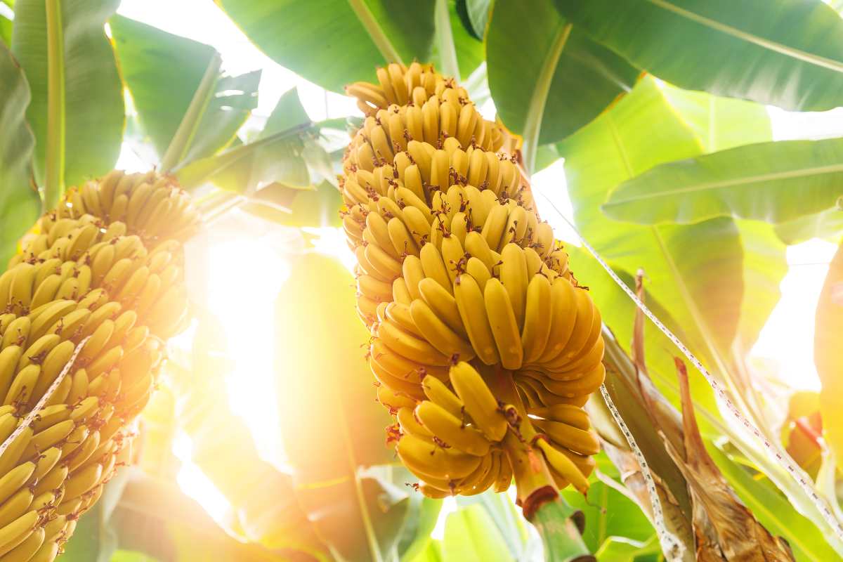 Banane: benefici straordinari 