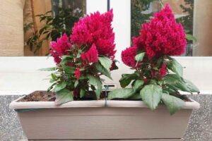 Celosia