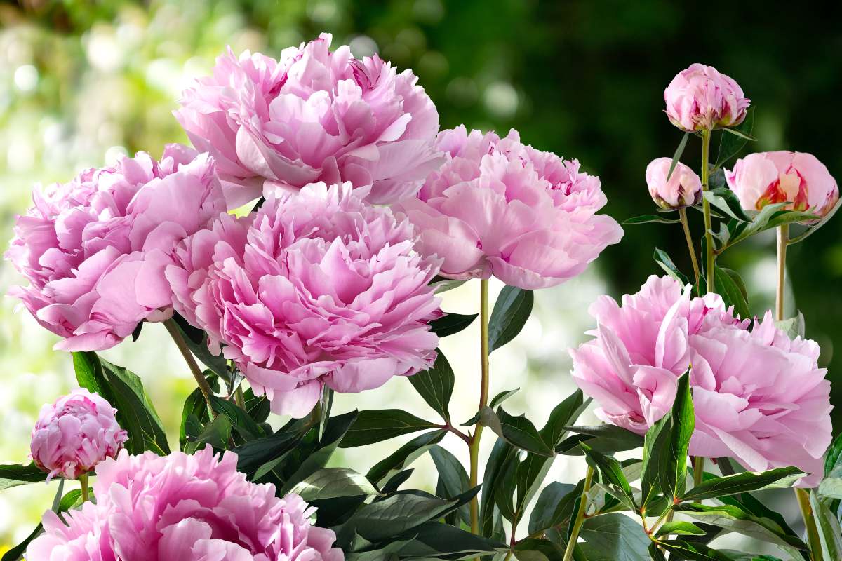 Coltivare peonie