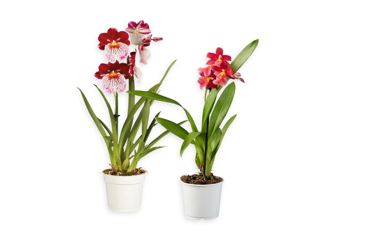 Piante Lidl orchidee