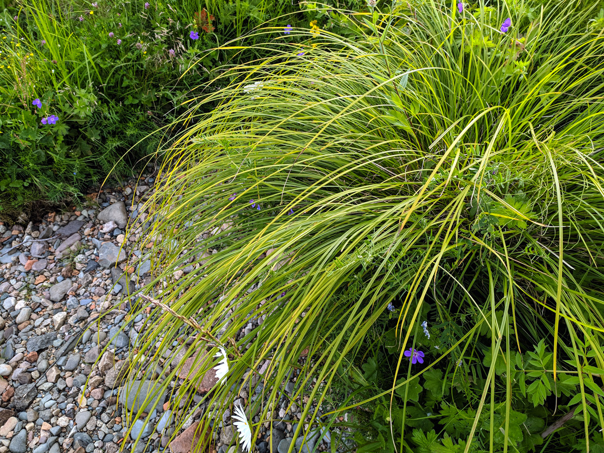 Giardino roccioso con pianta carex.